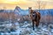 Wild horses, Kentucky, Harlan County