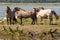 Wild horses at lake Engure in summer day, Latvia
