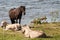 Wild horses at lake Engure in summer day, Latvia