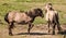 Wild horses at lake Engure in summer day, Latvia