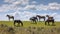 Wild horses large grazers