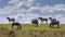 Wild horses large grazers