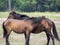 Wild horses in the Letea forest, Romania