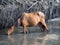 Wild horses in the Letea forest, Romania