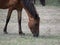 Wild horses in the Letea forest, Romania