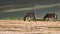 Wild horses live in the pink meadow steppes part 11