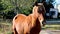 Wild horses living at Kaapsehoop