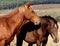 Wild horses living at Kaapsehoop