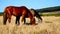 Wild horses living at Kaapsehoop