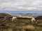 Wild horses on the Long Mynd, Shropshire.