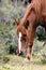 Wild Horses Lower Salt River