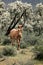 Wild Horses Lower Salt River