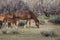 Wild Horses Lower Salt River