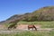 Wild Horses in Maine