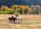 Wild Horses in Medicine Bow Wyoming