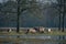 Wild horses in middle of grass land.