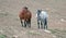 Wild Horses in Montana USA - Bay stallion and Blue Roan mare in the Pryor Mountains Wild Horse Range