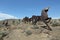 Wild Horses Monument