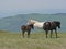 Wild horses in the mountains.