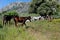 Wild horses in the mountains, Casares, Spain.