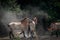 Wild horses moving around on dusty ground