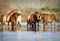 Wild Horses Mustangs in Salt River, Arizona