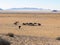 Wild horses in the Namib desert in Namibia