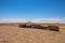 Wild horses of the Namib desert at observation viewpoint near Aus, south Namibia