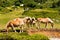 Wild horses - National Park of Adamello Brenta