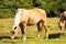 Wild horses - National Park of Adamello Brenta