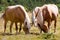 Wild horses - National Park of Adamello Brenta