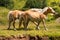 Wild horses - National Park of Adamello Brenta