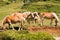 Wild horses - National Park of Adamello Brenta