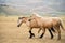 Wild horses with the natural landscape of the plain of Castelluccio di Norcia in the background. Apennines, Umbria, Italy