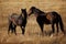 wild horses nevada pictures