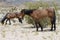 Wild Horses in Nevada