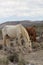 Wild Horses in Nevada