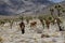 Wild horses in Nevada desert