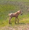 Wild horses: a newborn foal