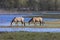 Wild Horses At Oostvaardersplassen The Netherlands