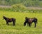 Wild horses of Paynes Prairie