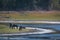 Wild horses at Paynes Prairie Preserve State Park in Gainesville, Florida