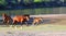 Wild Horses Playing For Fun Running Free