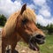 Wild Horses/Pony Of The Grayson Highlands State Park Virginia