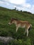 Wild Horses/Pony Of The Grayson Highlands State Park Virginia