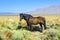 Wild horses in the prarie