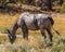 Wild horses of Pryor Mountain