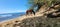 Wild horses on puerto rico Island vieques