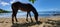 Wild horses on puerto rico Island vieques