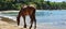 Wild horses on puerto rico Island vieques